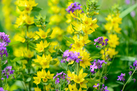 background yellow and purpure flowers and foliage in springの写真素材