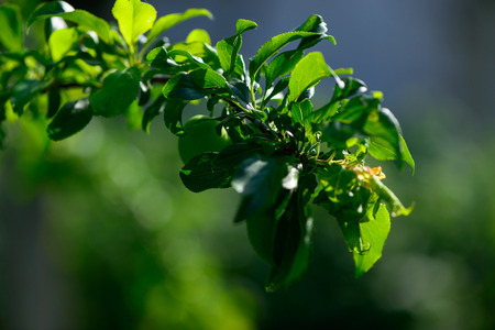 photo of immature young green apples fruits on the branches of apple treesの写真素材