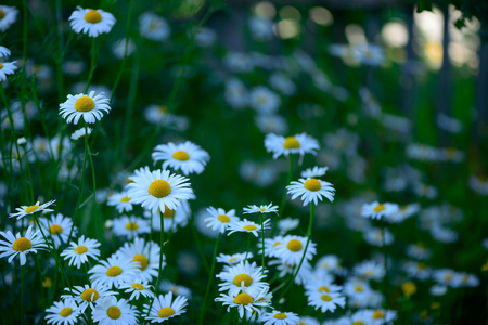 background white chamomile flowers and foliage in spring