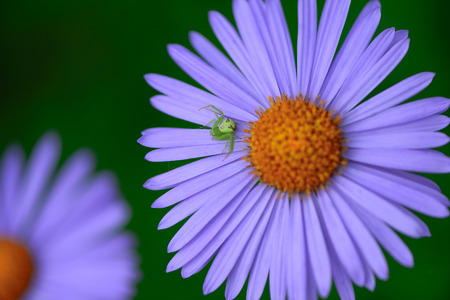 background purpure chamomile flowers with  insect in springの写真素材