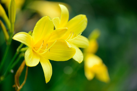 background yellow flowers and foliage in springの写真素材