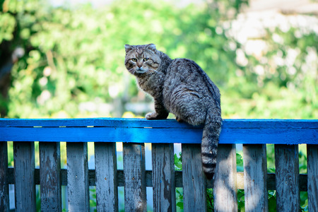 Cat on a fence staring at photographerの写真素材