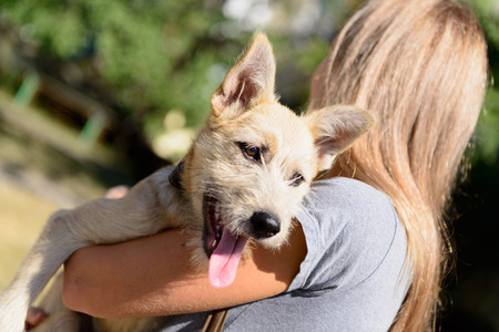 happy red homeless puppy dog with young womenの写真素材