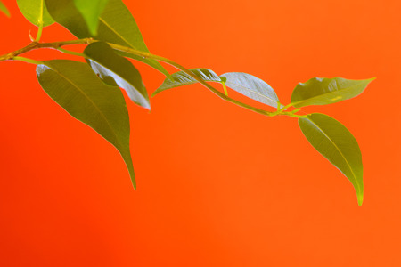 Green ficus tree isolated on red backgroundの写真素材
