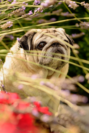 Pet friendly pug dog sitting near flowersの写真素材