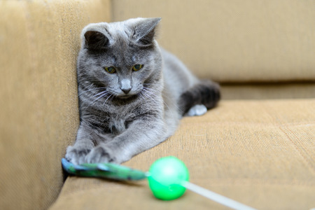 active gray cat playing with cat toys indoorの写真素材
