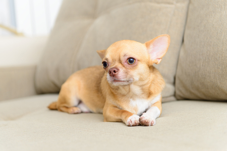 Pet friendly dog Toy Terrier sitting on soft sofaの写真素材