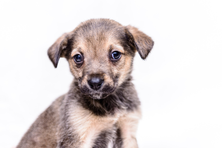 pet portrait theme little gray puppy half-breedの写真素材
