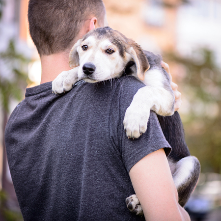 pet portrait crossbred little puppy with person outdoorの写真素材
