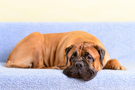 pet bullmastiff dog lying on the blue sofaの写真素材