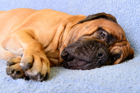 pet bullmastiff dog lying on the sofa and sleeping close-upの写真素材