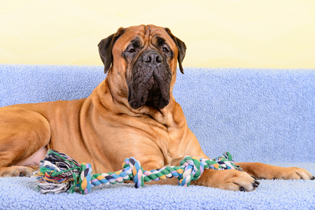pet bullmastiff dog lying on the sofa and playing with a dog toyの写真素材