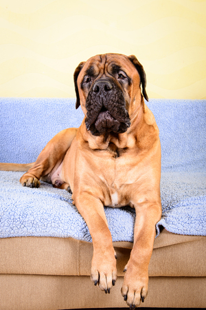 pet bullmastiff dog lying on the sofa and barkingの写真素材