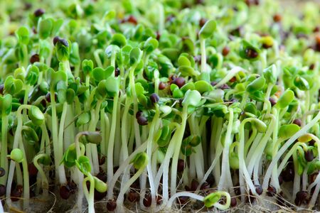 fresh micro greens seeds and green young broccoli sprouts healthy eating vegan dietの写真素材