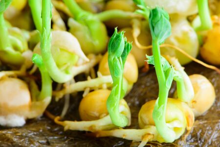 fresh microgreens seeds young pea sprouts healthy eating vegan diet close-upの写真素材