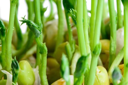 fresh microgreens seeds young pea sprouts healthy eating vegan diet close-upの写真素材