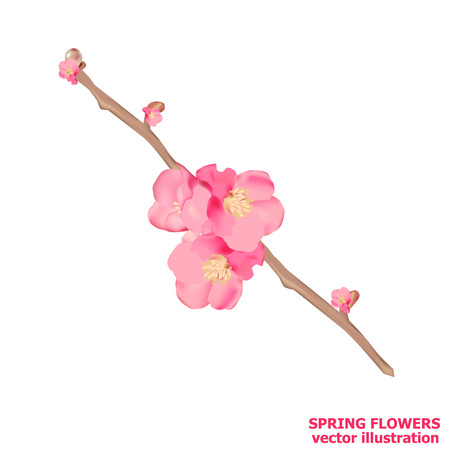 Bright spring flowers. Vector illustration template. Spring sale background with beautiful colorful flowers.のイラスト素材