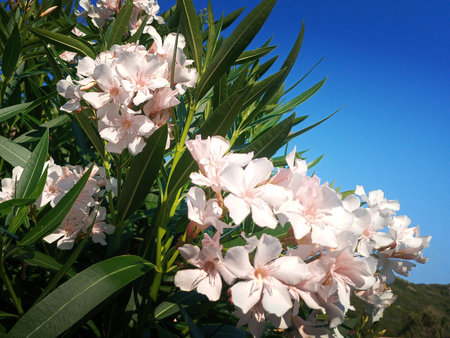A beautiful photo of flowers from the island of Sardinia. Beautiful white tropical flowers. White...