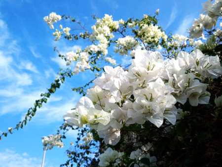 Delicate and elegant white flowers blooming under the warm sun of the UAE, offering a serene contrast to the golden desert landscape and modern cityscapes. These blossoms symbolize purity and grace.の写真素材
