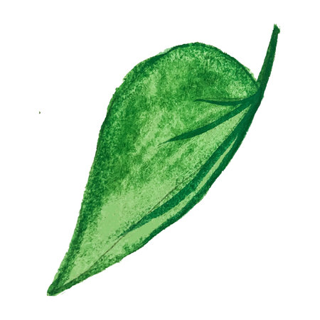 Leave of morning glory isolated on white background. Watercolor hand drawing illustration.のイラスト素材