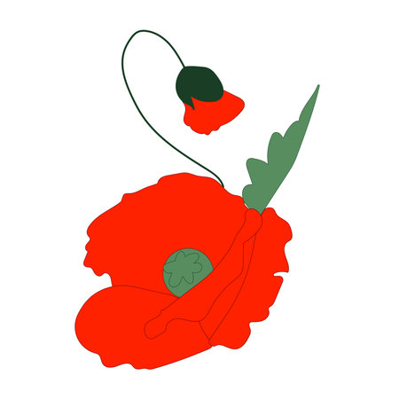 Line art poppy flower drawing. Vectorのイラスト素材