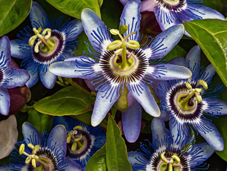 Blue passionflower (Passiflora caerulea)の素材