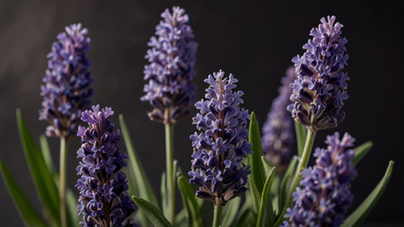Lavender flowers on a dark background. Selective focus.の素材