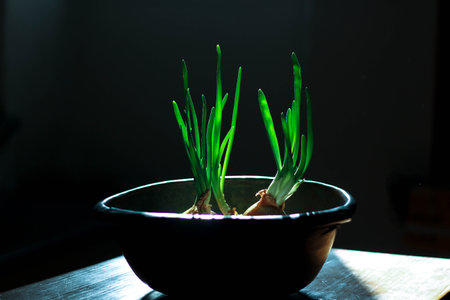 Green, sprouted onions in the rays of light, in old, vintage dishes, on a dark background