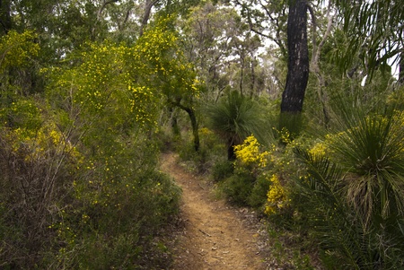 Forestの写真素材