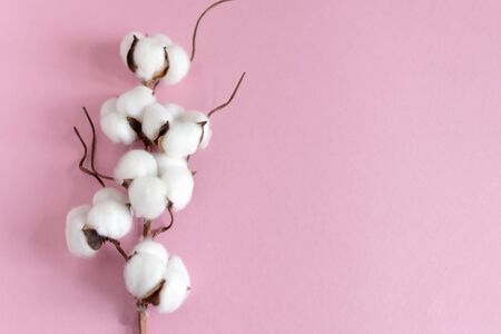 Cotton branch on pink background flat lay. Copy space for text. Delicate cotton flowers.の写真素材