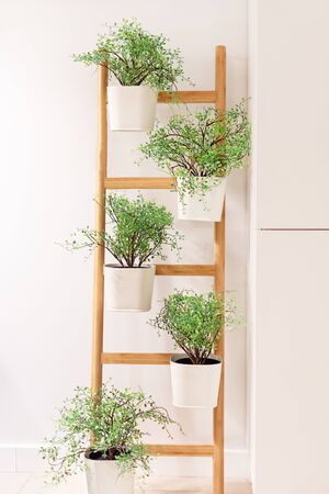 Green plants in flowerpots decorating home interior. Home gardening concept. Greenhouse indoor.の写真素材