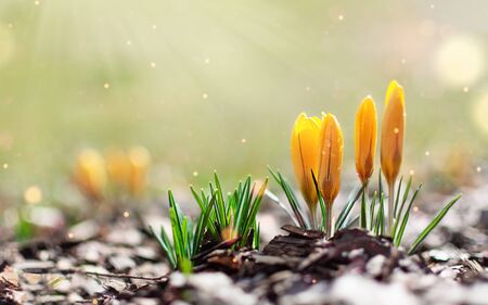 Yellow spring crocuses in the early morning outdoor. Spring flowers with dew in damp grass with light bokeh. Spring background.の写真素材