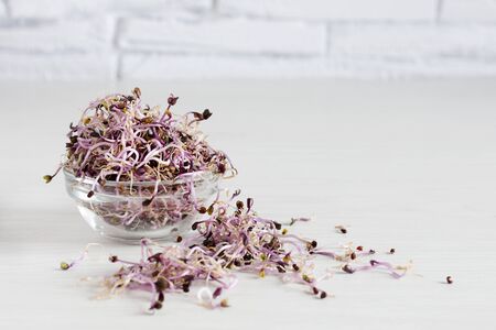 Sprouts of red cabbage in glass bowl on white wooden table. Sprouted seeds. Detox. Healthy eating concept.の写真素材