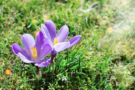 Purple spring crocuses in the early morning outdoor. Spring flowers in grass with light bokeh. Spring flowers background.の写真素材