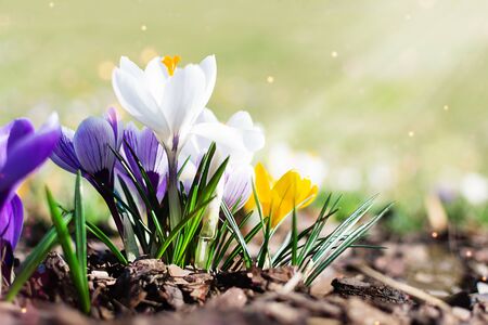 Multi colored spring crocuses in the early morning outdoor. Spring flowers in grass with light bokeh. Spring flowers background.の写真素材