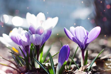Multi colored spring crocuses in the early morning outdoor. Spring flowers in grass with light bokeh. Spring flowers background.の写真素材
