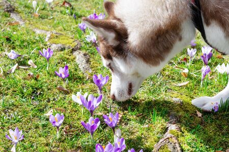 Siberian husky dog sniffs spring crocuses outdoor in the park. Springtime.の写真素材