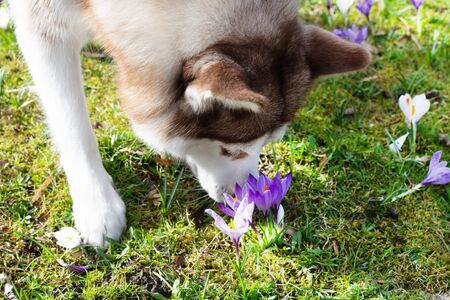 Siberian husky dog sniffs spring crocuses outdoor in the park. Springtime.の写真素材