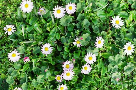 Meadow with many white chamomiles background top view.の写真素材