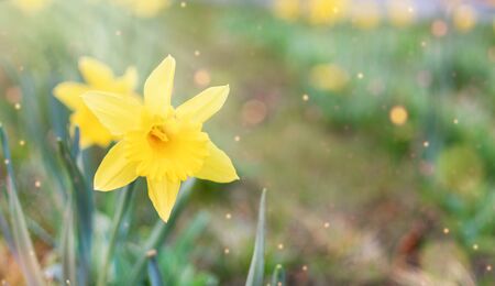 Yellow daffodils flowers in the morning sunlight. Spring background, flower landscape.の写真素材