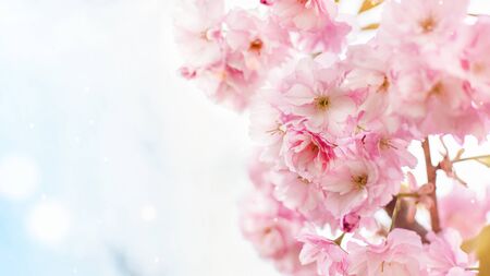 Background of spring pink japan cherry blossoms tree. Springtime background.