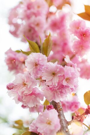 Background of spring pink japan cherry blossoms tree. Springtime background. Vertical orientation.の写真素材