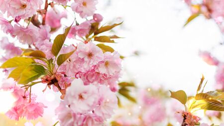 Background of spring pink japan cherry blossoms tree. Springtime background.の写真素材