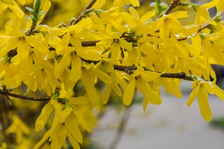 Forsythia is blooming. The bush is in yellow flowers on the blurred background. Natural golden bush flowers. Spring garden.の写真素材