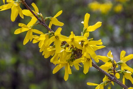 Forsythia is blooming. The bush is in yellow flowers on the blurred background. Natural golden bush flowers. Spring garden.の写真素材