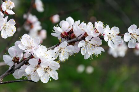 Blooming tree branch on the blurred background closeup. Flower tree . Sprintime. Blooming garden, amazing landscape.の写真素材