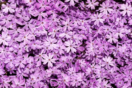 Texture of meadow with purple small flowers closeup. Background of flowers violet blossom.の写真素材