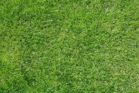 Texture of light green grass. Meadow landscape.の写真素材