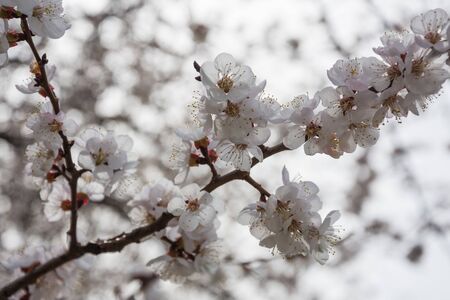 Blooming tree branch on the blurred background closeup. Flower tree . Sprintime. Blooming garden, amazing landscape.の写真素材