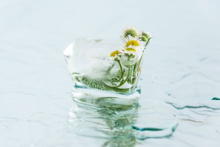 Chamomile flower frozen in ice cube. Flower iceberg. Romance decoration, refreshment icy flowers.の写真素材